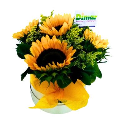 sembrado girasoles