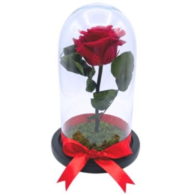 Rosa Preservada