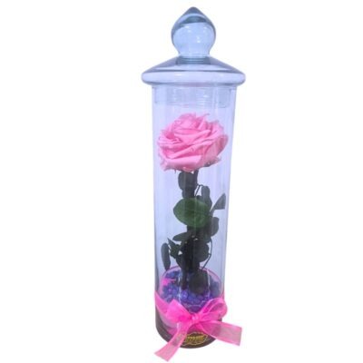 Rosa preservada