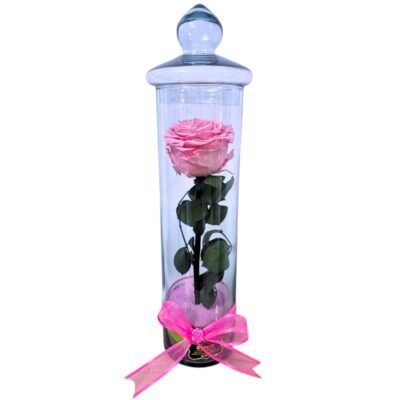 Rosa Preservada