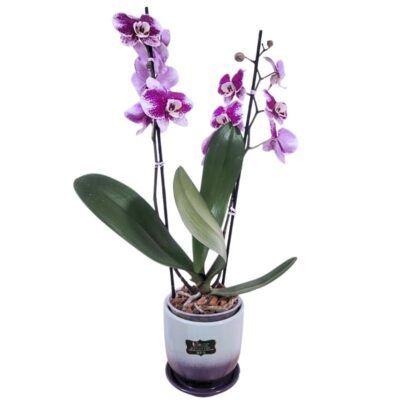 Orquidea