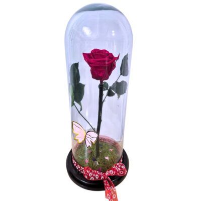Rosa Preservada