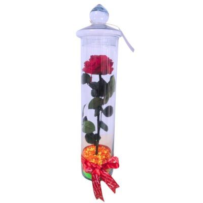 Rosa preservada