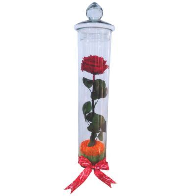 Rosa roja preservada